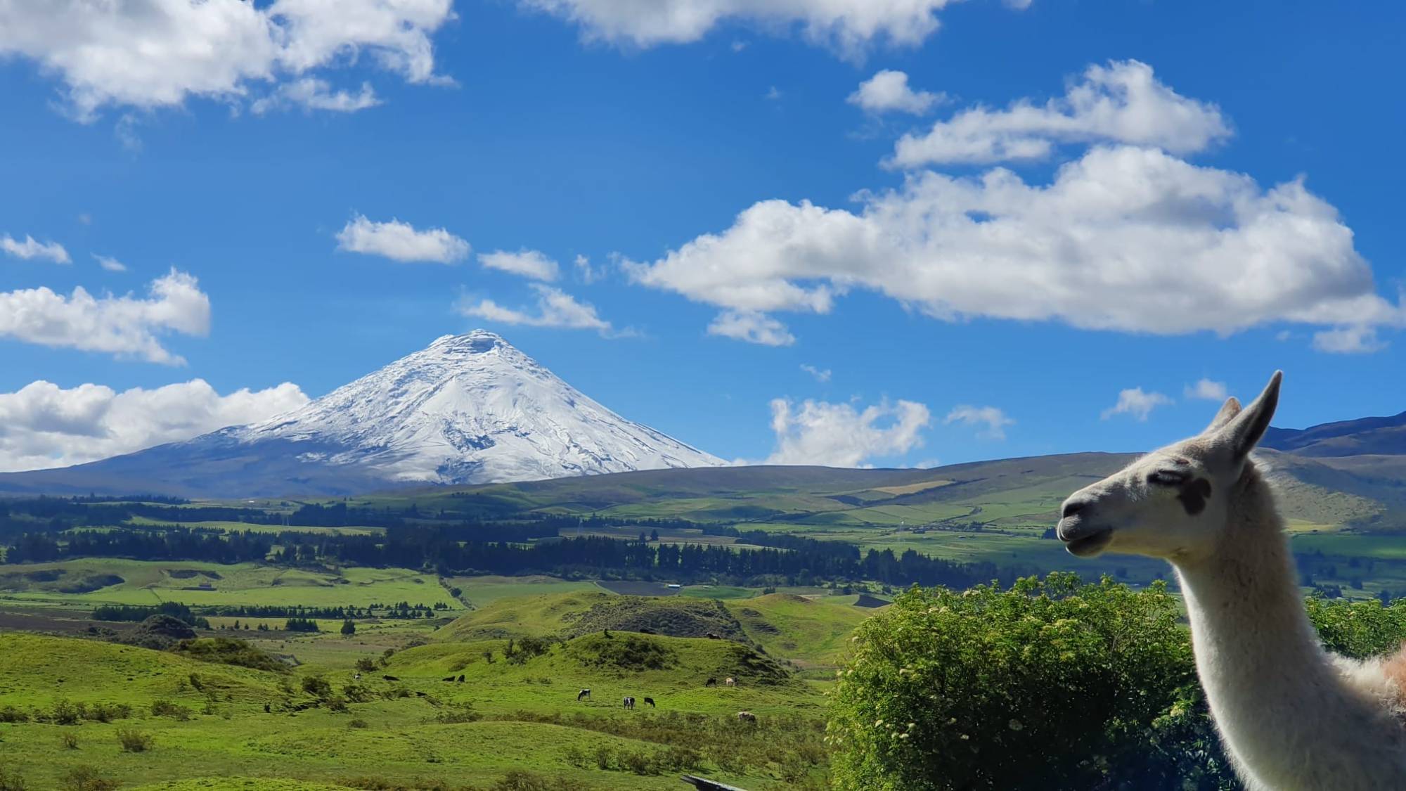 Llama in Peru